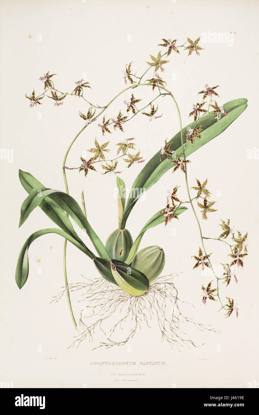 Oncidium hastatum (as Odontoglossum hastatum)   Bateman Orch. Mex. Guat. pl. 20 (1842) Stock Photo