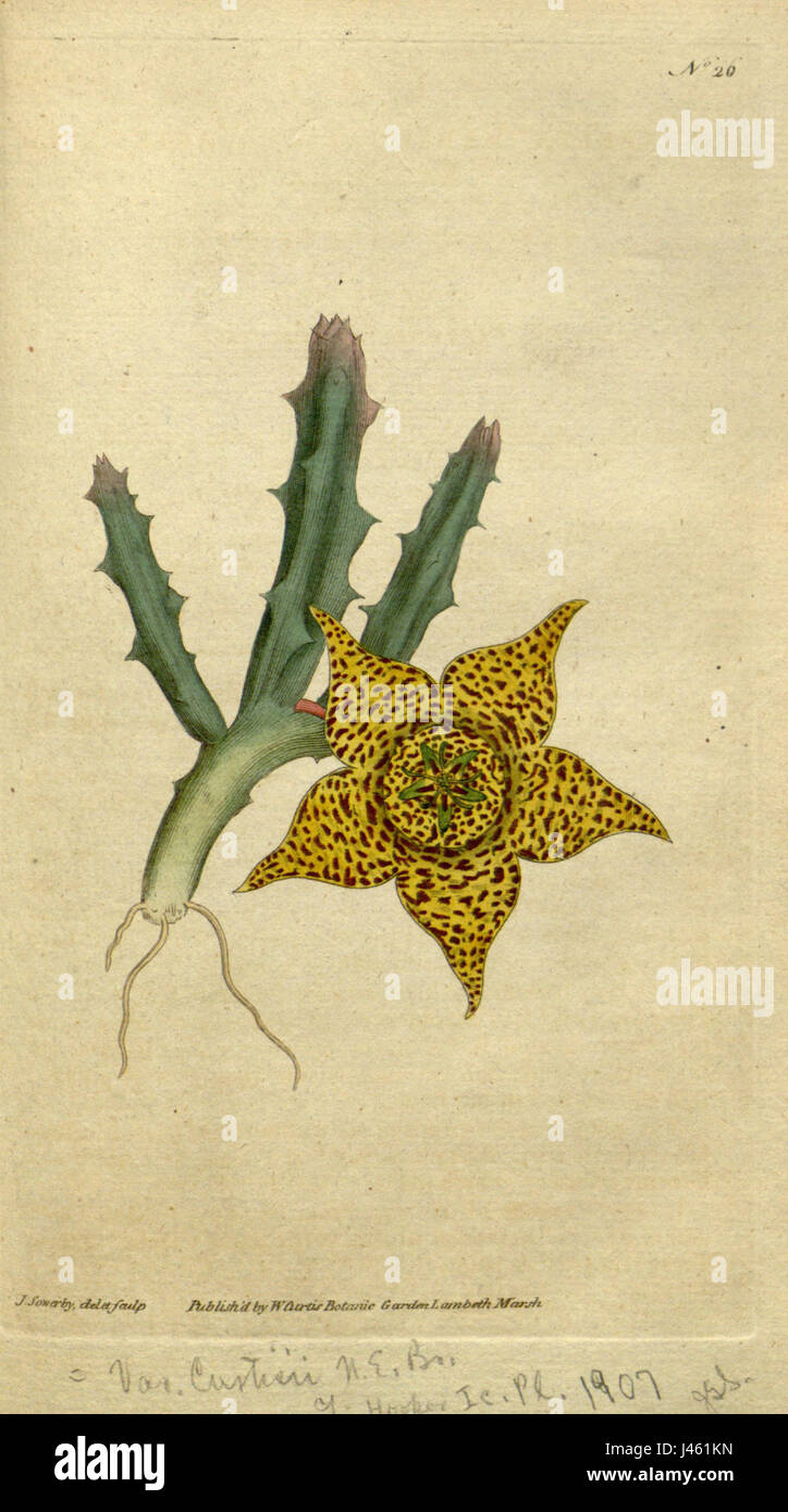 Orbea variegata (as Stapelia variegata) Curtis 1 26 (1790) Stock Photo