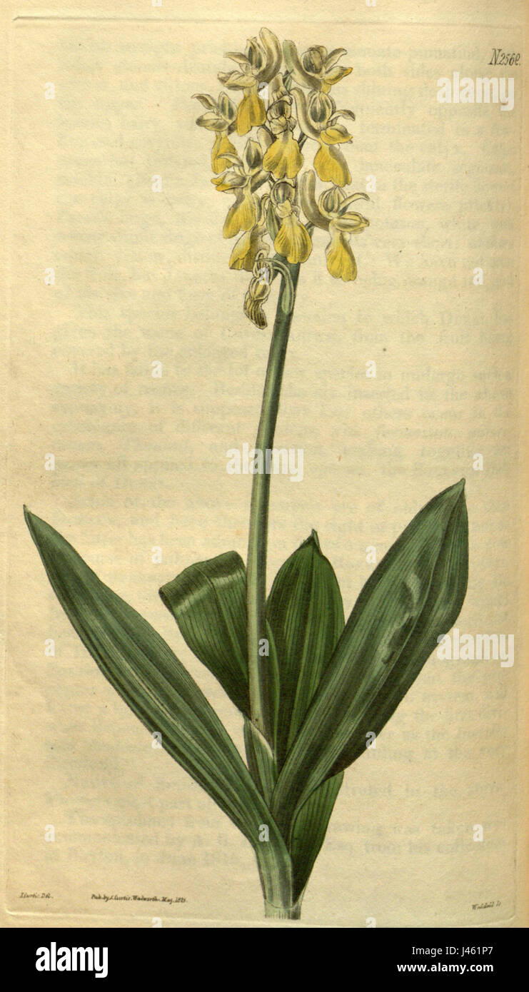 Orchis pallens (as Orchis sulphurea)   Curtis' 52 pl. 2569 (1825) Stock Photo