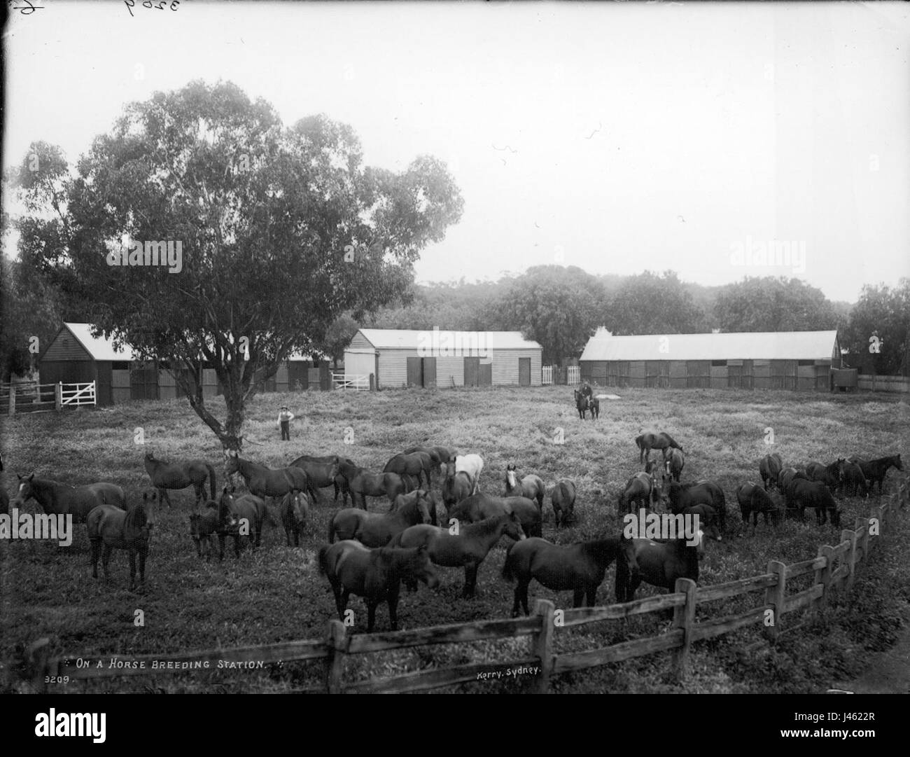 On a horse breeding station from The Powerhouse Museum Collection Stock