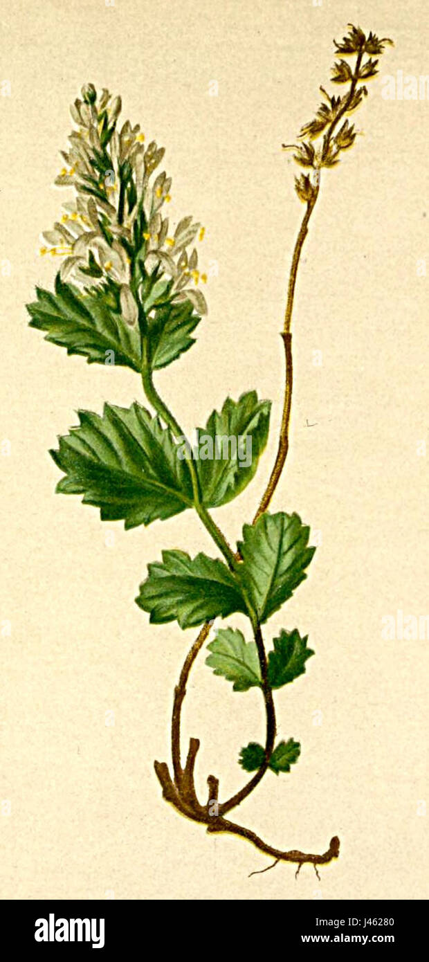 Paederota bonarota Atlas Alpenflora Stock Photo