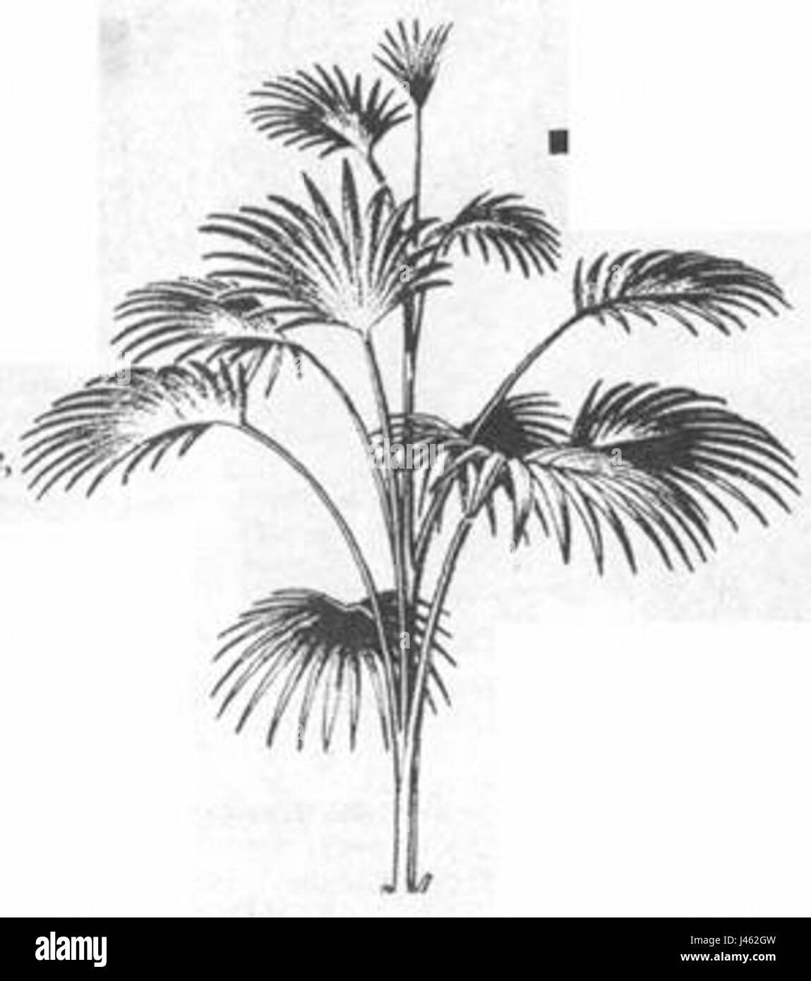 Palma palma Black and White Stock Photos & Images - Alamy