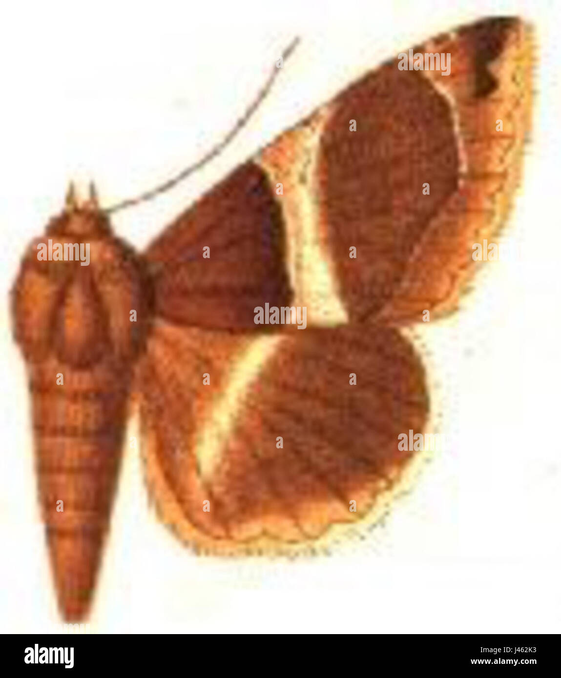 Parallelia latifascia Stock Photo