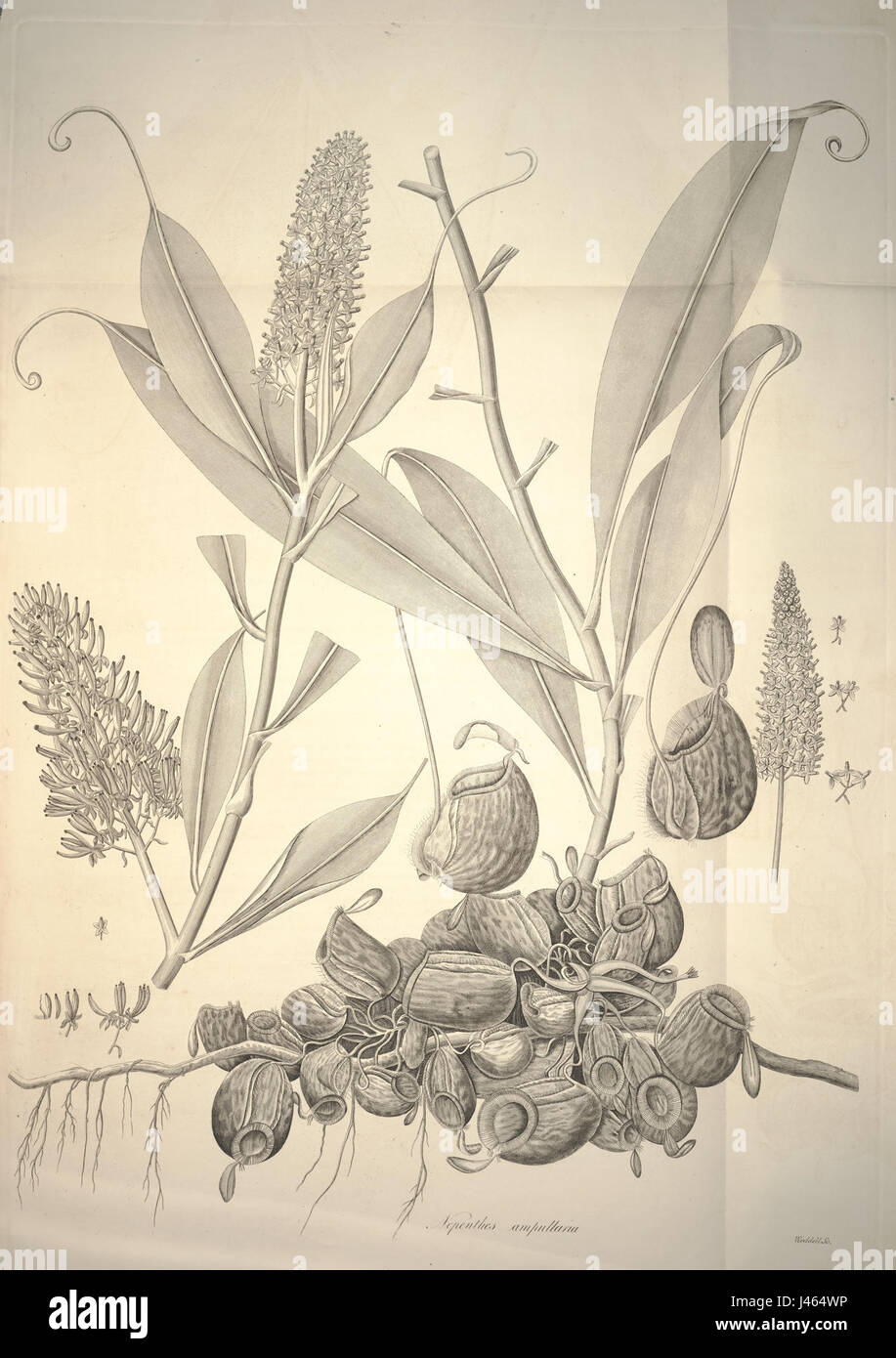 Nepenthes ampullaria botanical illustration (1824) Stock Photo