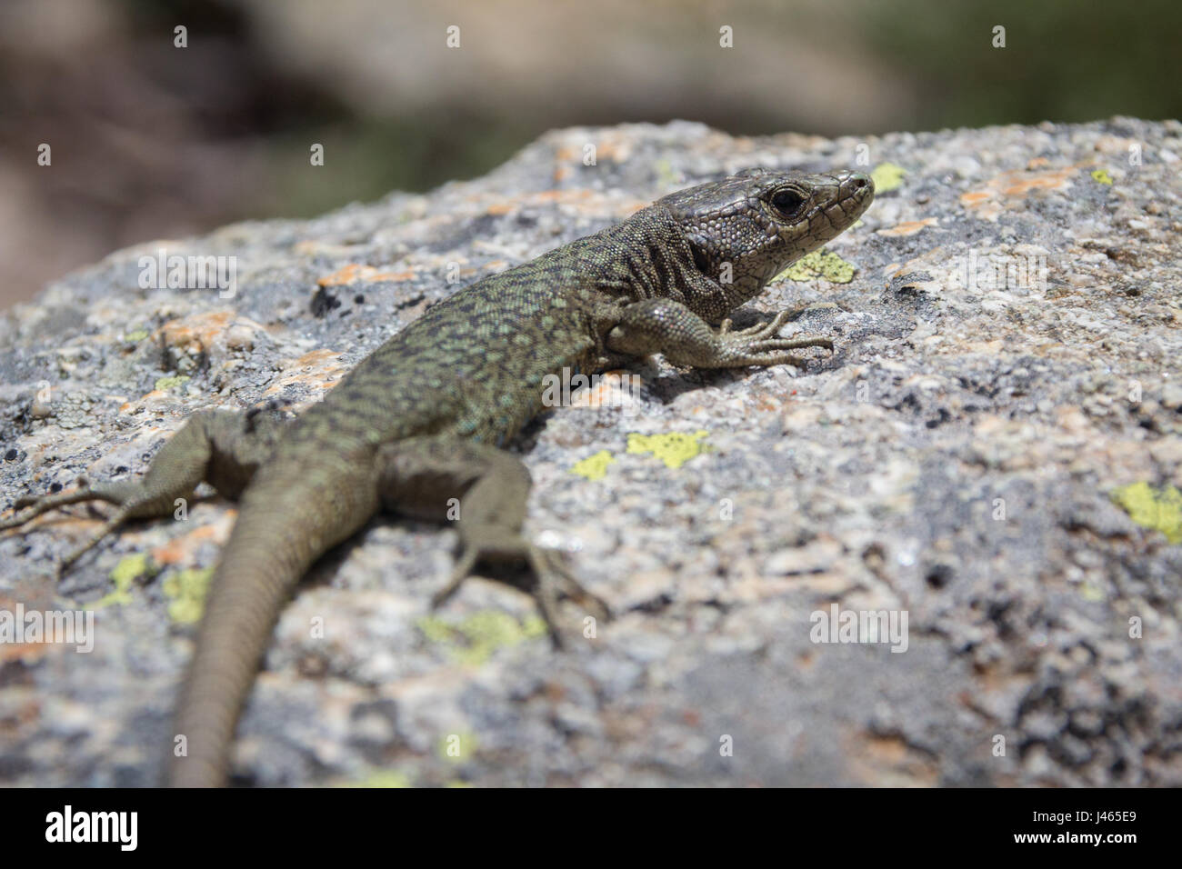 lizard shot on a hike in the High Restonica Valley in Corsica Stock Photo
