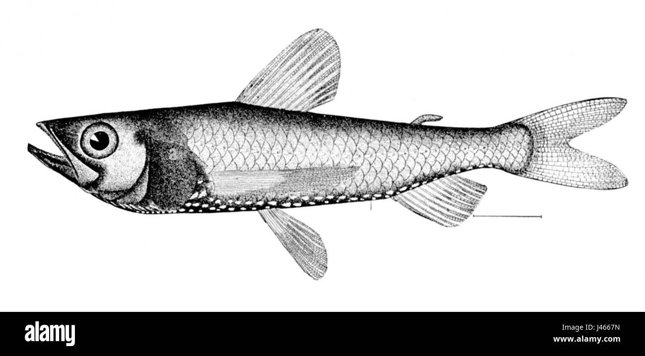 Neoscopelus macrolepidotus Stock Photo Alamy