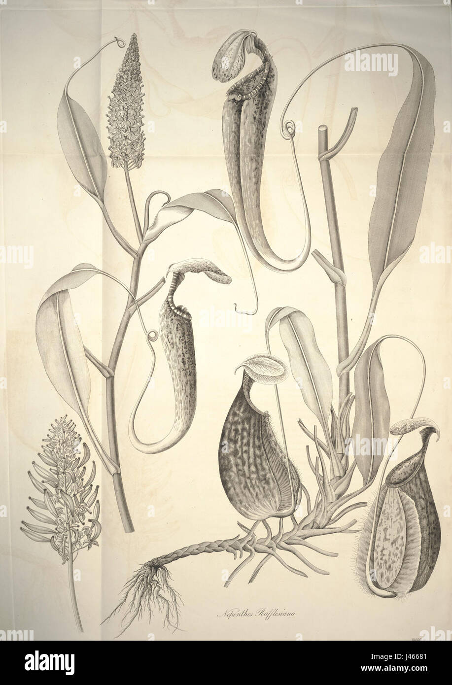 Nepenthes rafflesiana botanical illustration (1824) Stock Photo