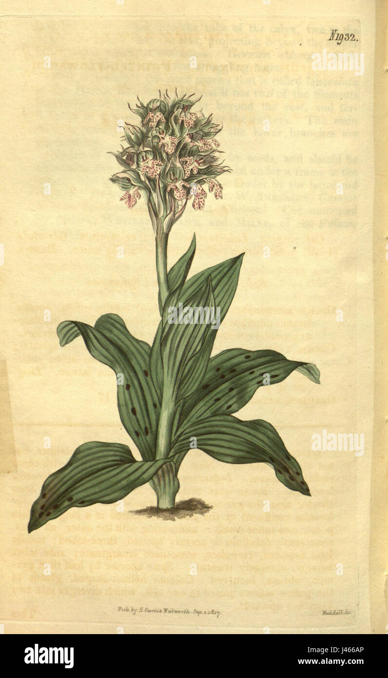 Neotinea lactea (as Orchis acuminata)   Curtis' 44 pl. 1932 (1817) Stock Photo