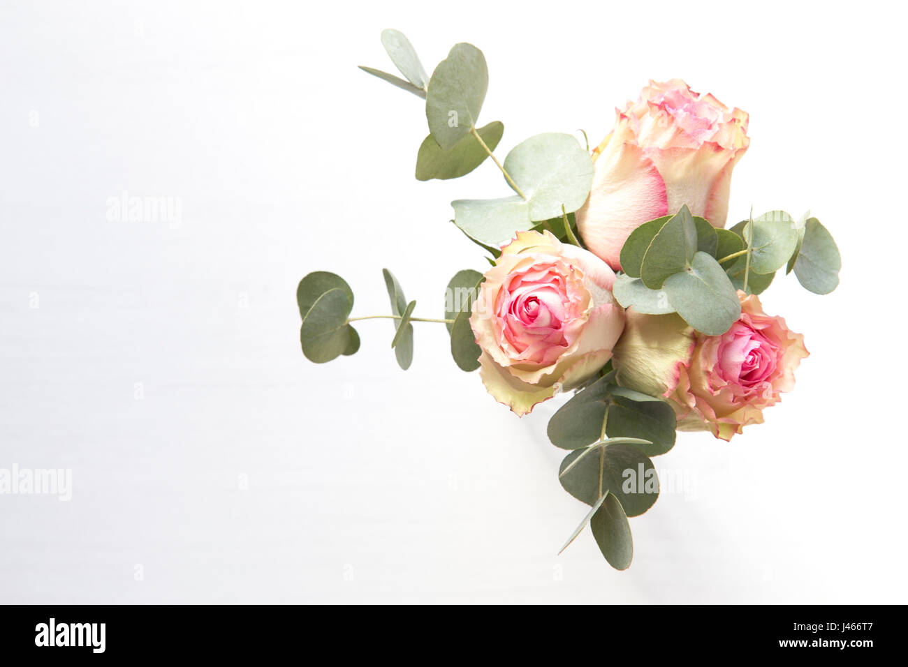 Pink roses and eucalyptus Stock Photo Alamy
