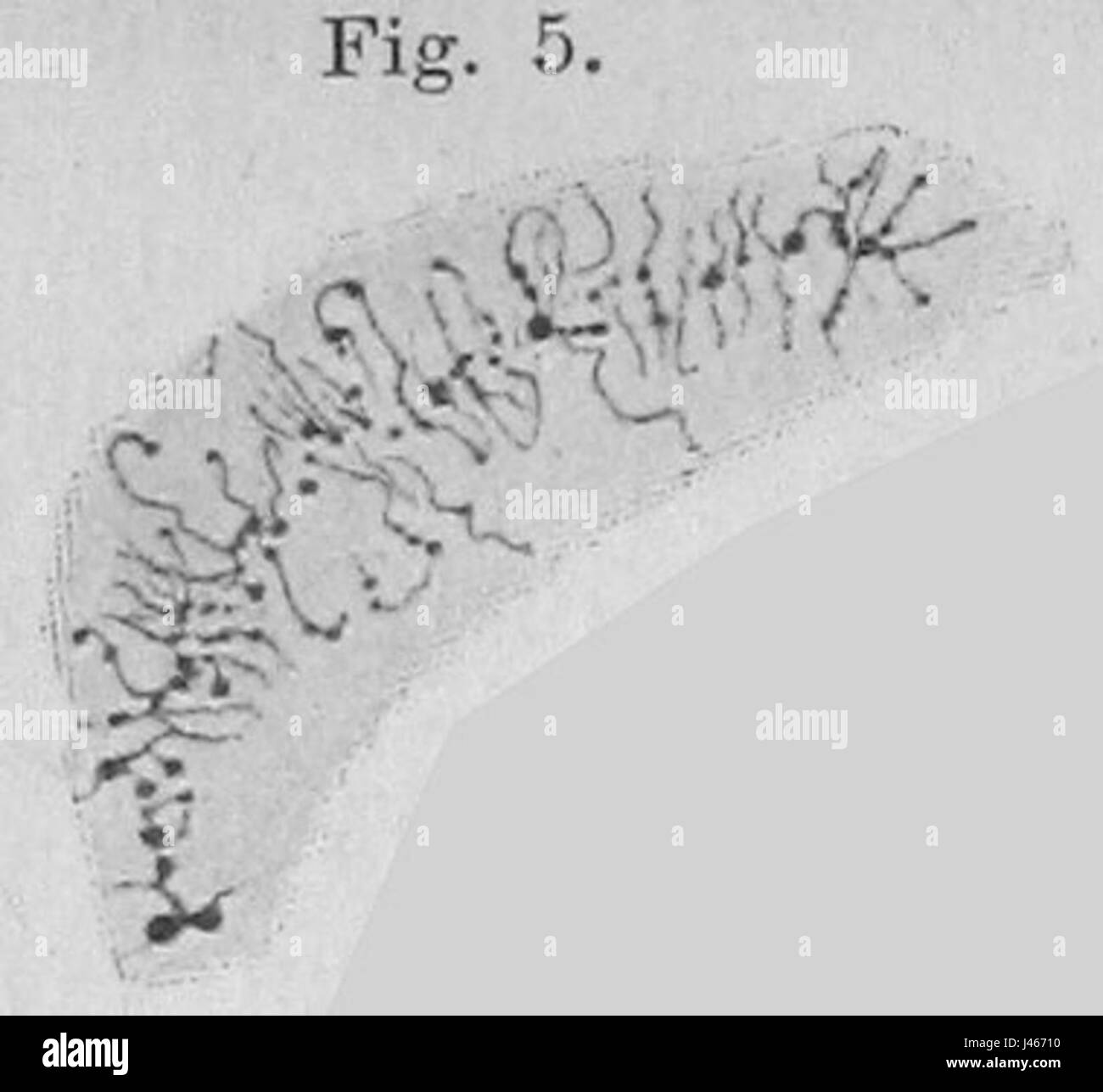 Cell theory hi-res stock photography and images - Alamy