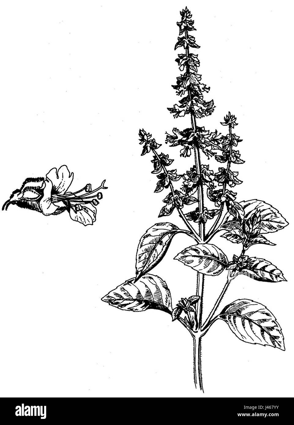 Ocimum basilicum, commonly known as basil, is an herb widely used in culinary dishes, particularly in Mediterranean and Southeast Asian cuisines. It has various varieties, each with unique flavors and characteristics. Stock Photo