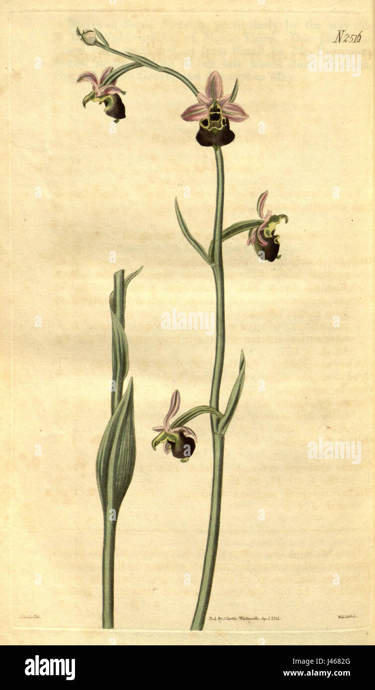 Ophrys apifera (as Ophrys arachnites)   Curtis' 51 pl. 2516 (1824) Stock Photo