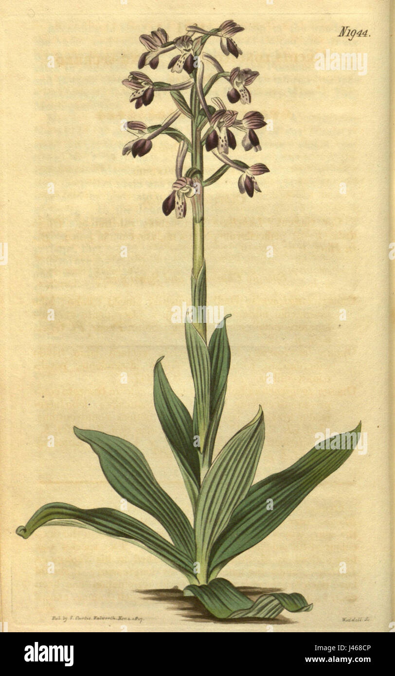 Orchis italica (as Orchis longicornis)   Curtis' 45 pl. 1944 (1817) Stock Photo
