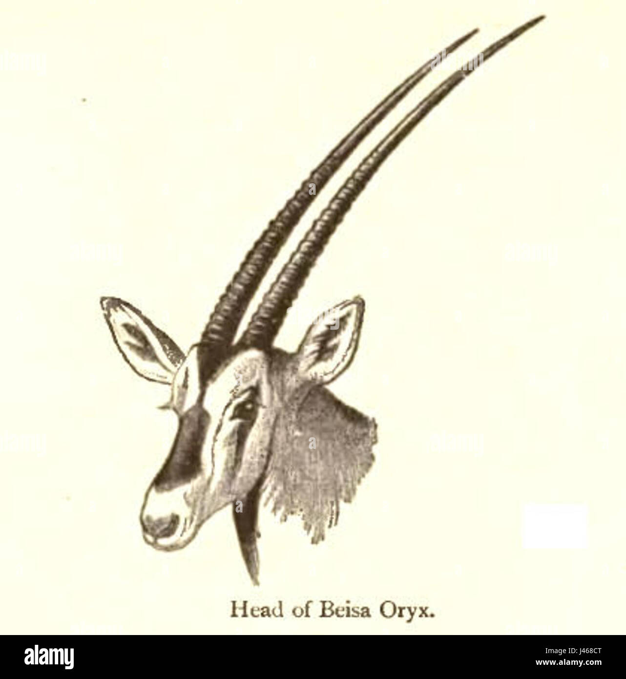 Beisa The Beisa oryx, a large antelope native to the Horn of Africa, is known ...
