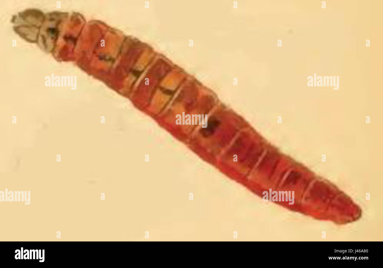 Mompha subbistrigella larva Stock Photo