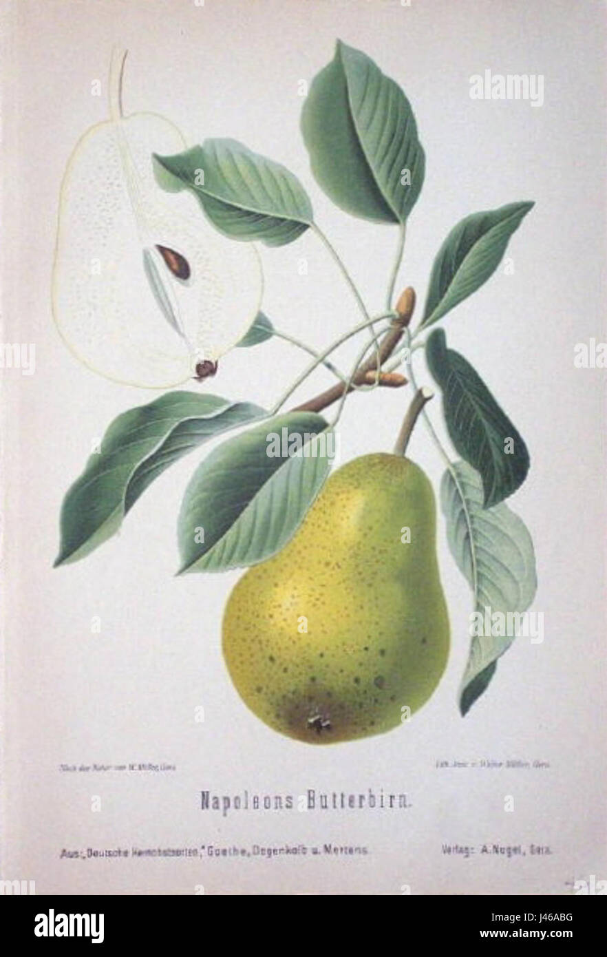 This title refers to Napoleon’s Butterbirn and a connection to the This title refers to Napoleon’s Butterbirn and a connection to the