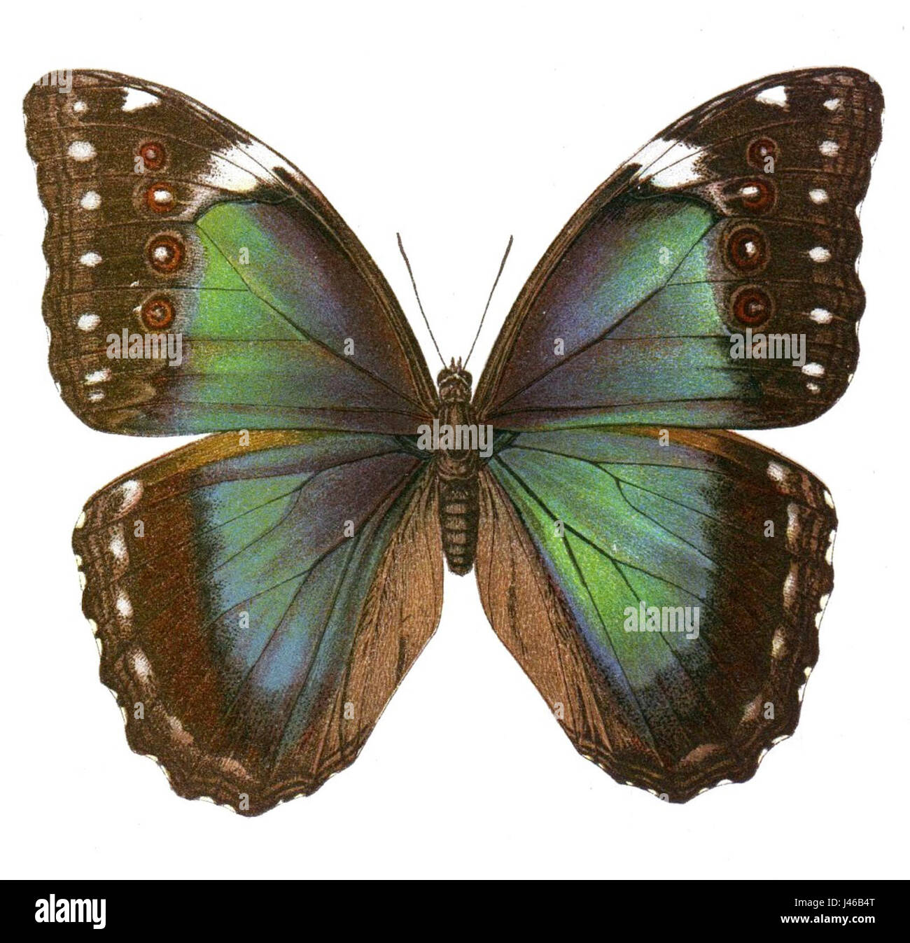 Menelaus blue morpho butterflies Cut Out Stock Images & Pictures - Alamy