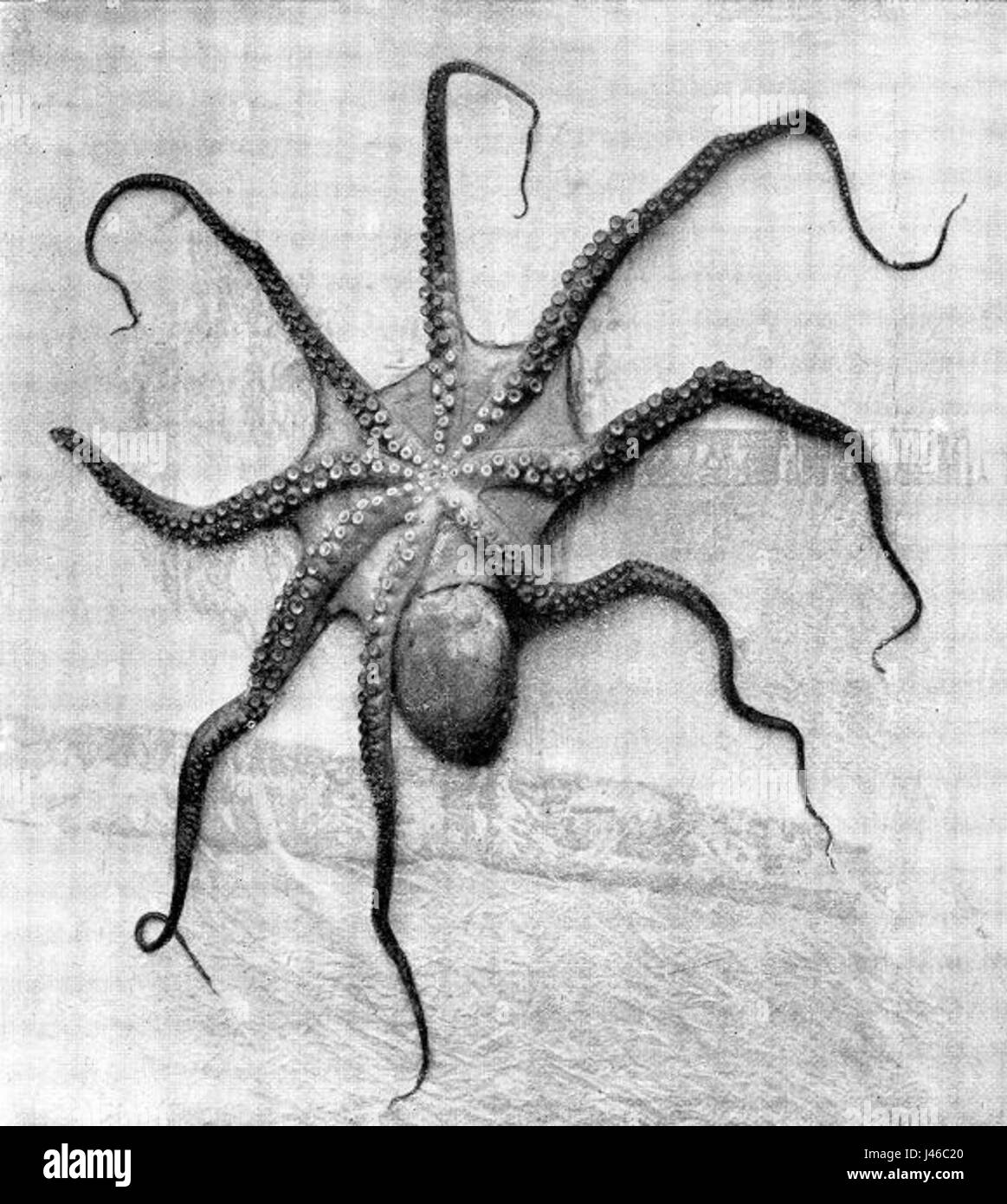 Рисунок осьминога карандашом