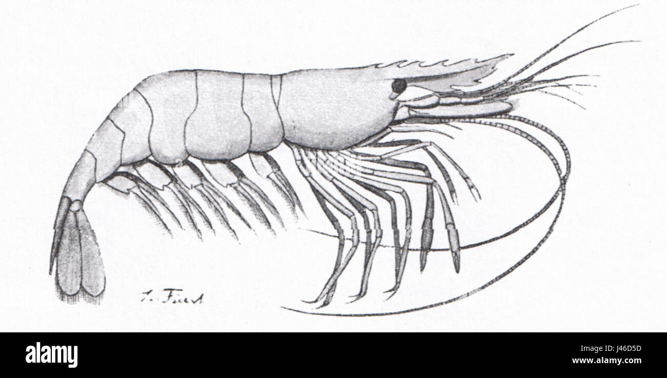 Ostseekrabbe (Leander adspessus) is a species of crab native to the Baltic Sea. It is recognized for its distinct features and ecological role in the marine food web of the region. Stock Photo