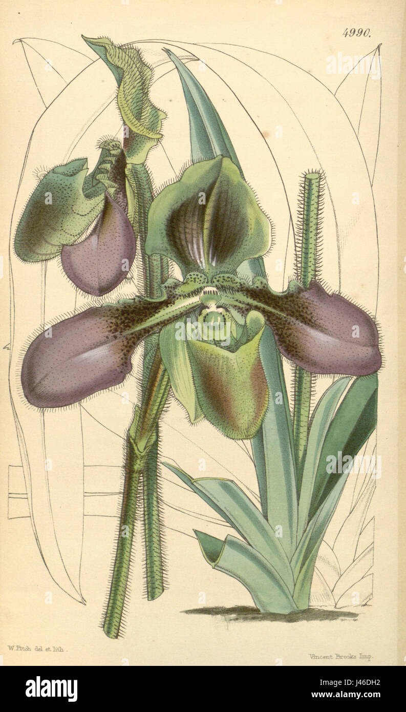 Paphiopedilum hirsutissimum (as Cypripedium hirsutissimum) Curtis 83 4990 (1857) Stock Photo