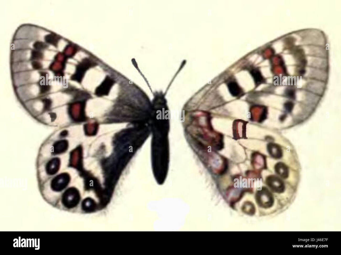Parnassius genus hi-res stock photography and images - Alamy