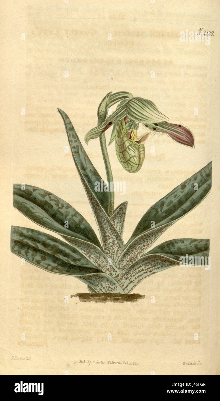 Paphiopedilum venustum (as Cypripedium venustum)   Curtis' 47 pl. 2129 (1820) Stock Photo