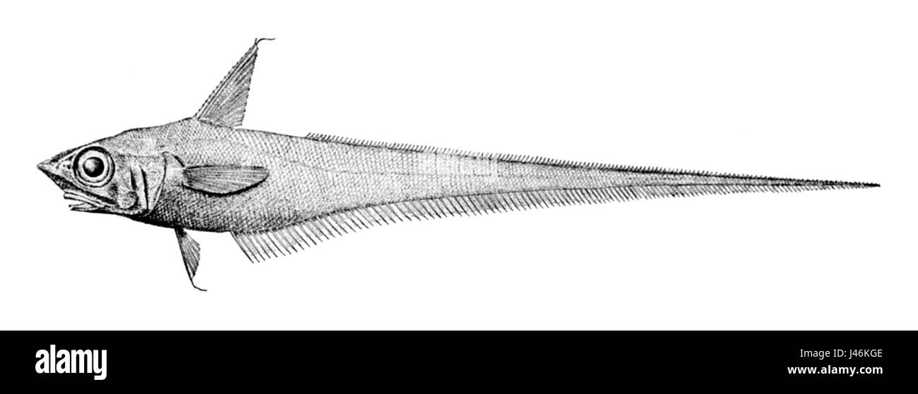 Nezumia hires stock photography and images Alamy