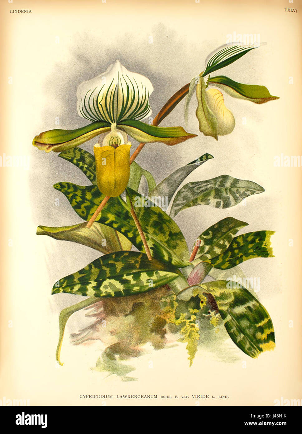 Paphiopedilum lawrenceanum v viride Stock Photo