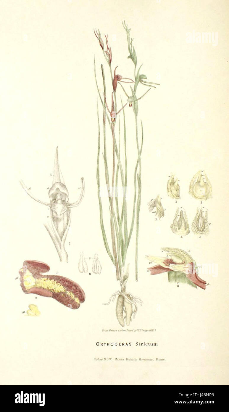 Orthoceras strictum   FitzGerald, Australian Orchids   vol. 1 pl. 17 (1882) Stock Photo