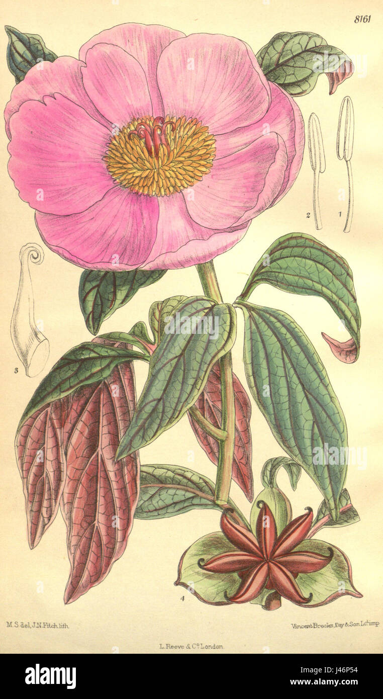 Paeonia cambessedesii Bot. Mag. 133. 8161. 1907 Stock Photo
