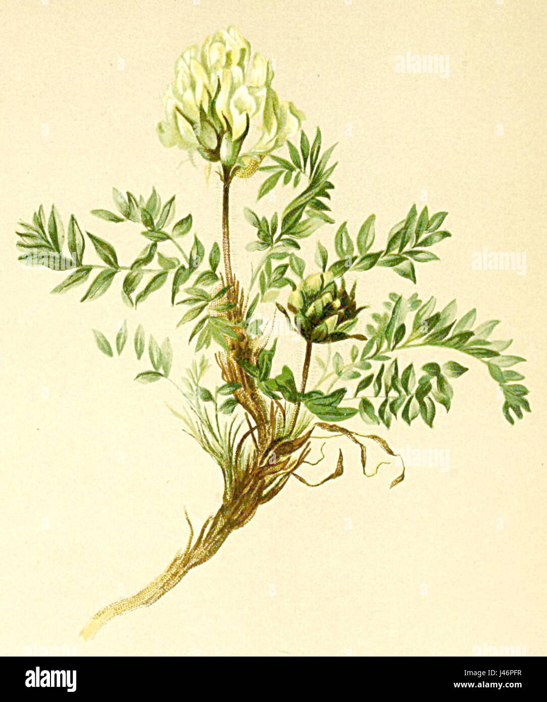 Oxytropis campestris Atlas Alpenflora Stock Photo
