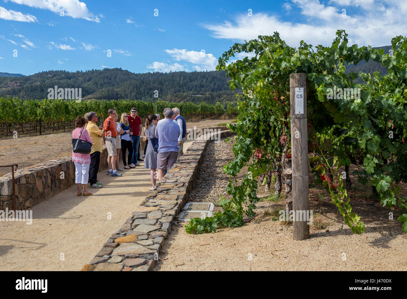 people, tourists, vineyard tour, wine tour, winery tour, Robert Mondavi Winery, Oakville, Napa Valley, Napa County, California Stock Photo