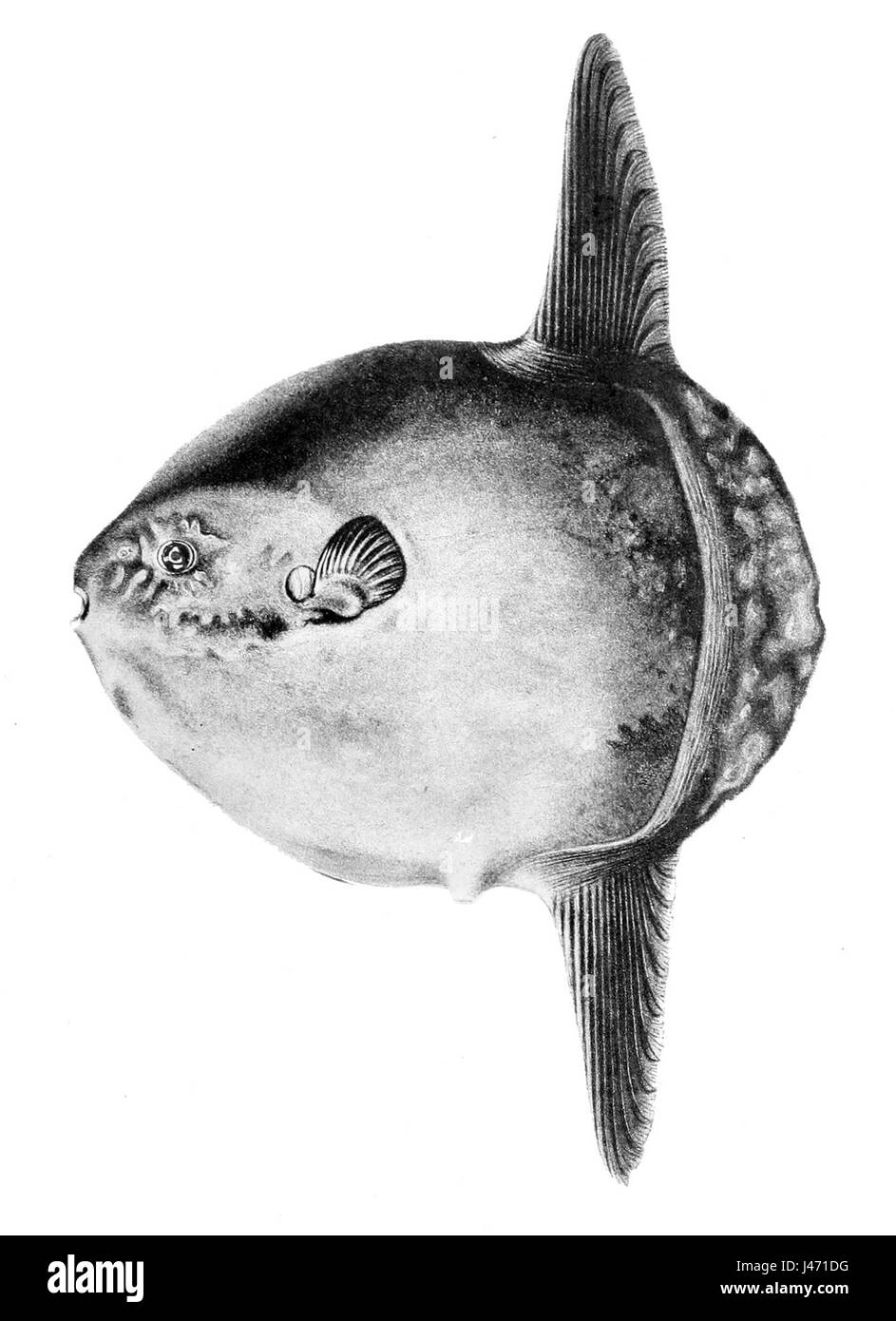 Mola mola 1898 Stock Photo - Alamy