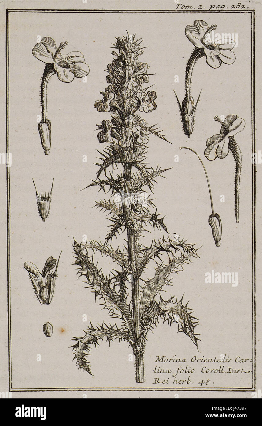 Morina Orientalis Cartinae folio Coroll Inst Rei herb 48   Tournefort Joseph Pitton De   1717 Stock Photo