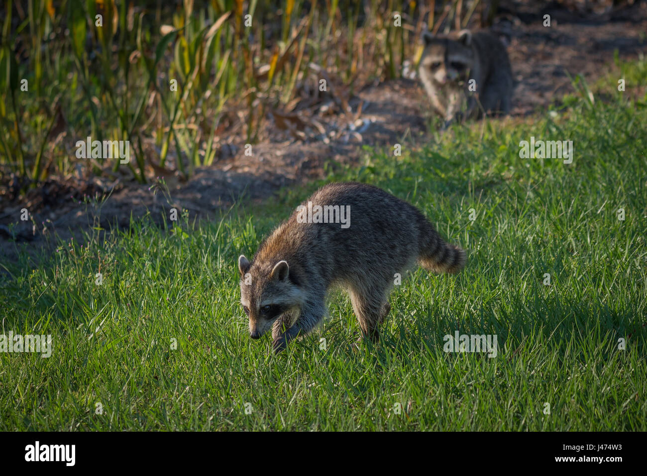 Raccoons walking in the grass with backlight Stock Photo - Alamy