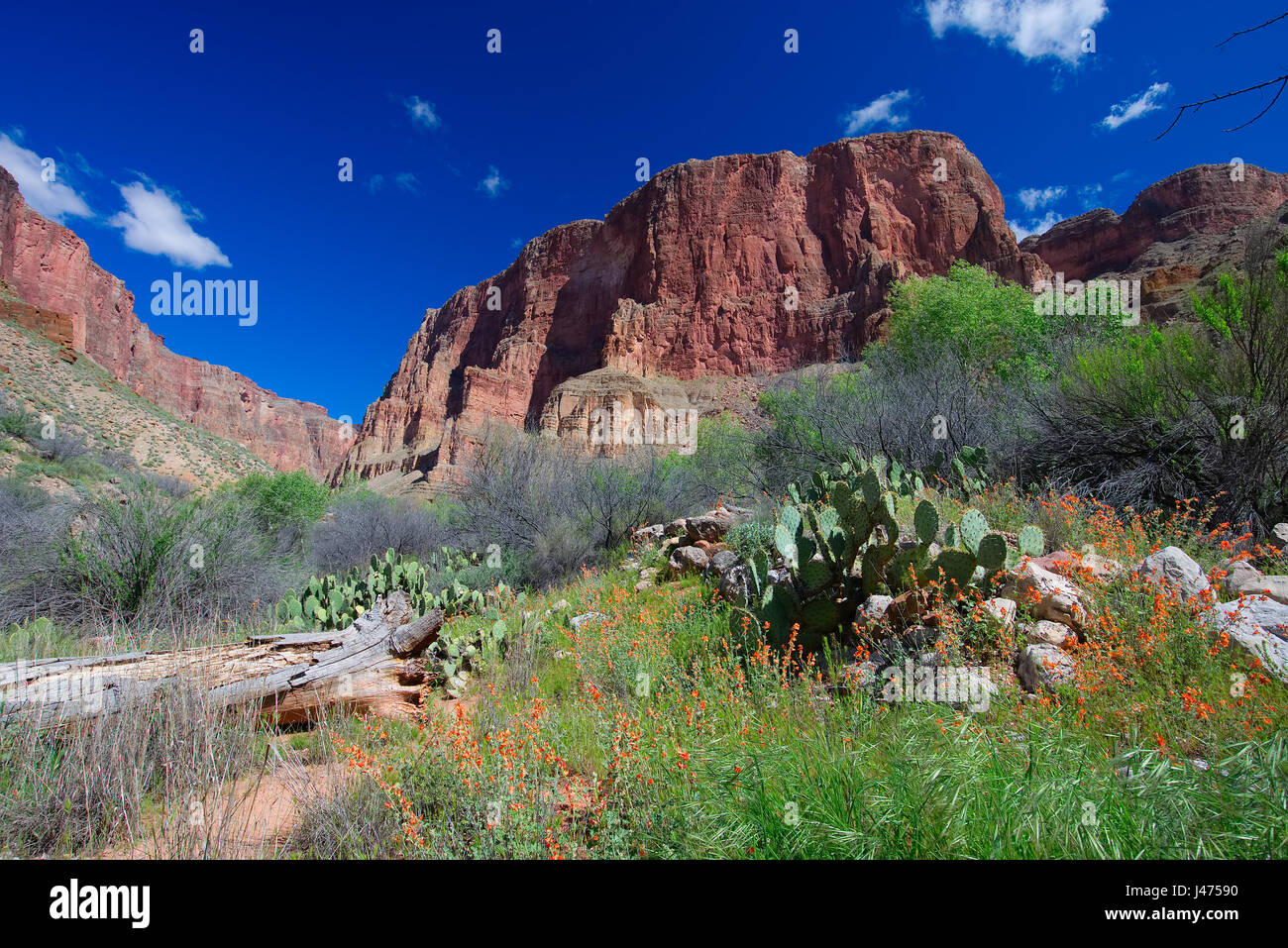 Hike up Deer Creek in Grand Canyon National Park Stock Photo