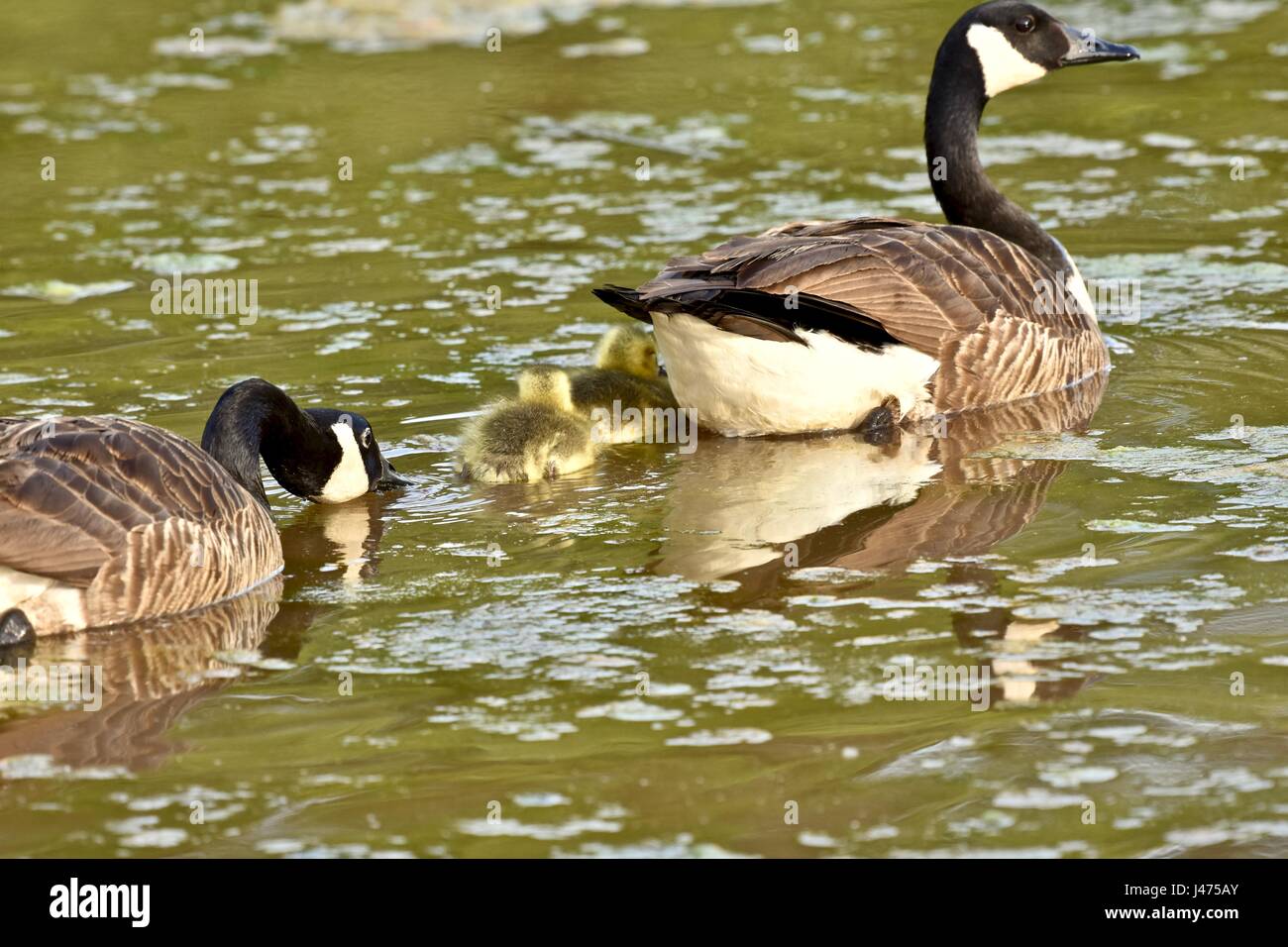 Young Canadian geese (Branta canadensis) goslings swimming with their mother Stock Photo