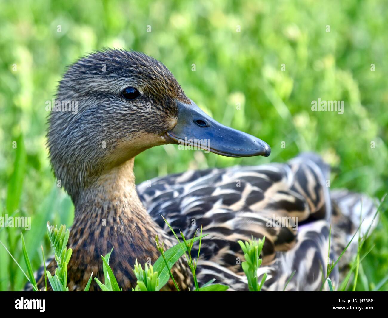 Mallard duck (Anas platyrhynchos) hen or female Stock Photo