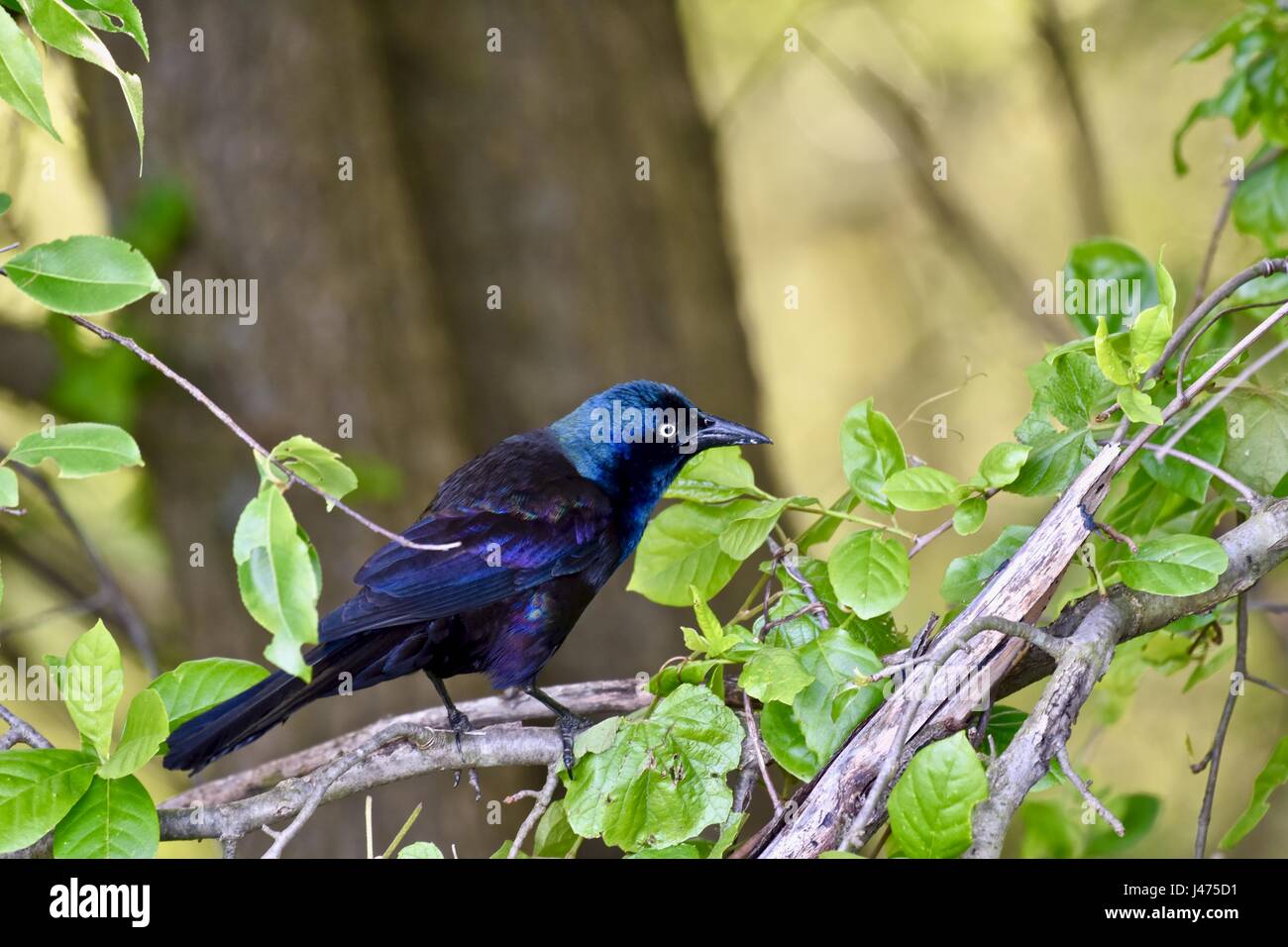 Common grackle (Quiscalus quiscula) percged on a branch Stock Photo