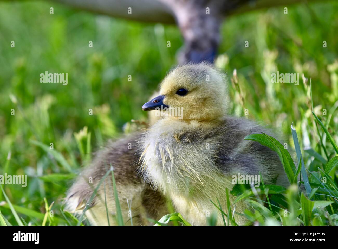 Canadian goose (Branta canadensis) gosling or baby chick Stock Photo