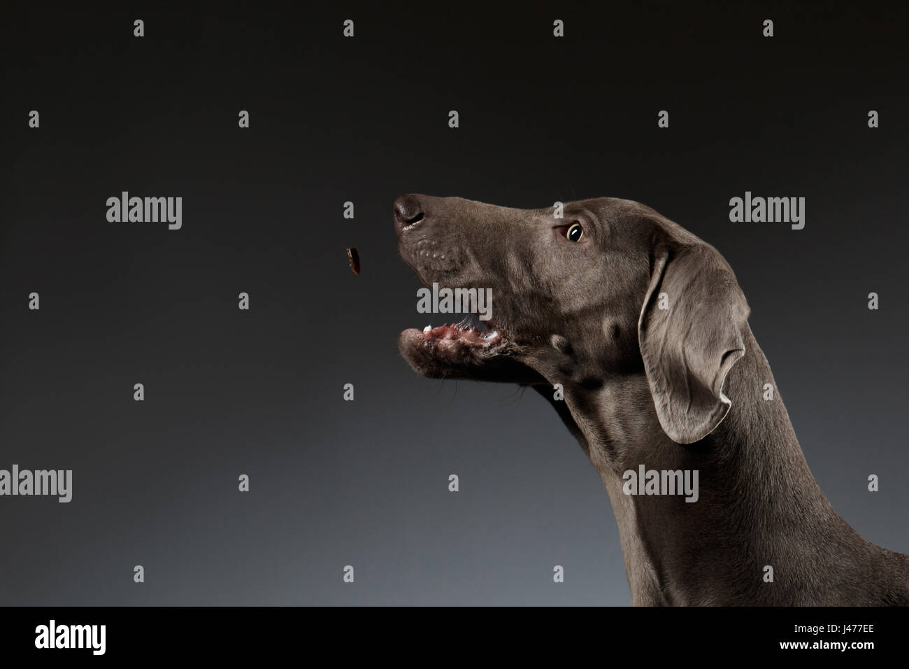 Close-up Portrait of Weimaraner dog catching food on white gradient Stock Photo