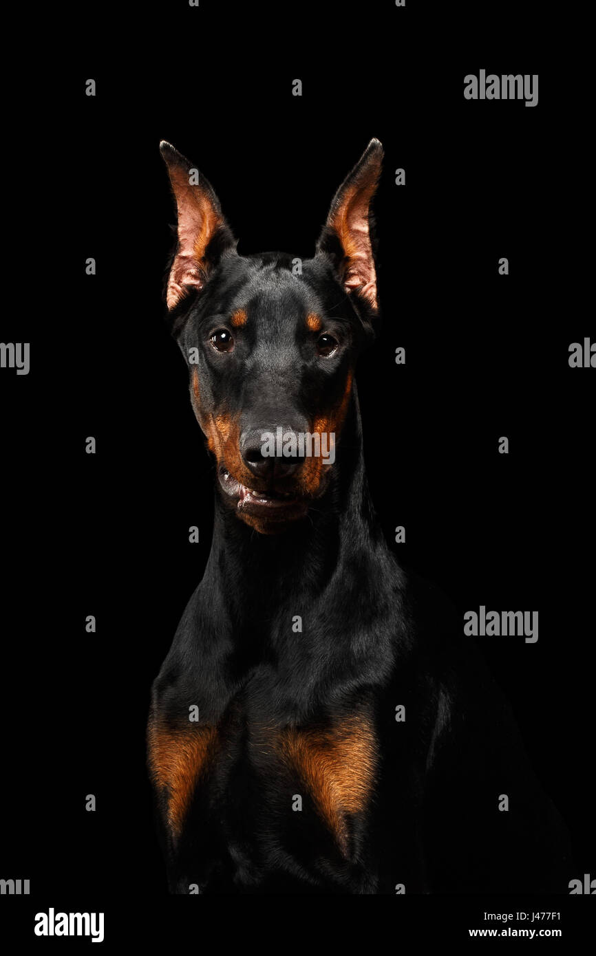 are pinscher aggressive