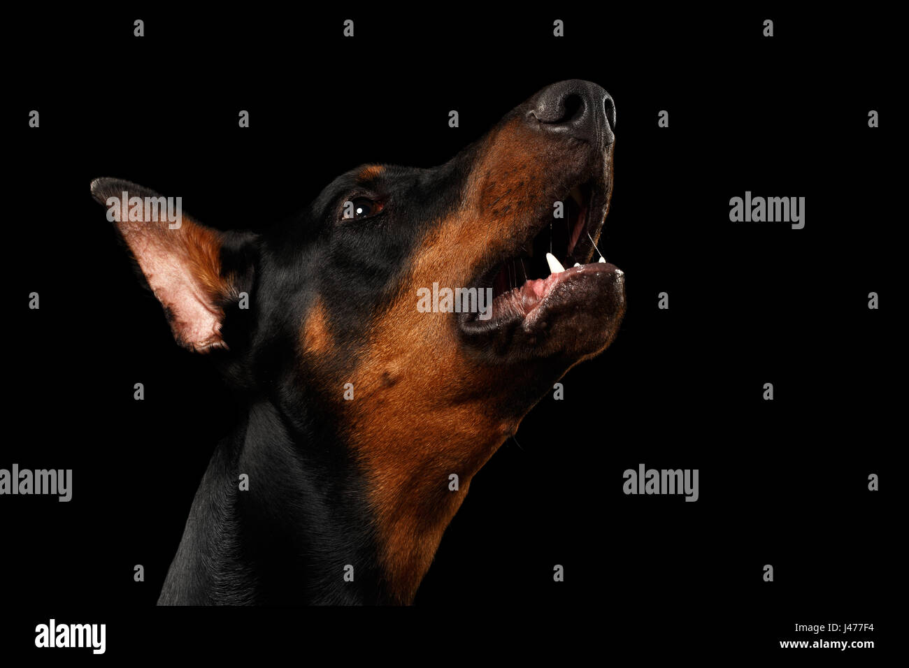 Closeup portrait of howling Doberman Pinscher Dog on isolated Black  Stock Photo