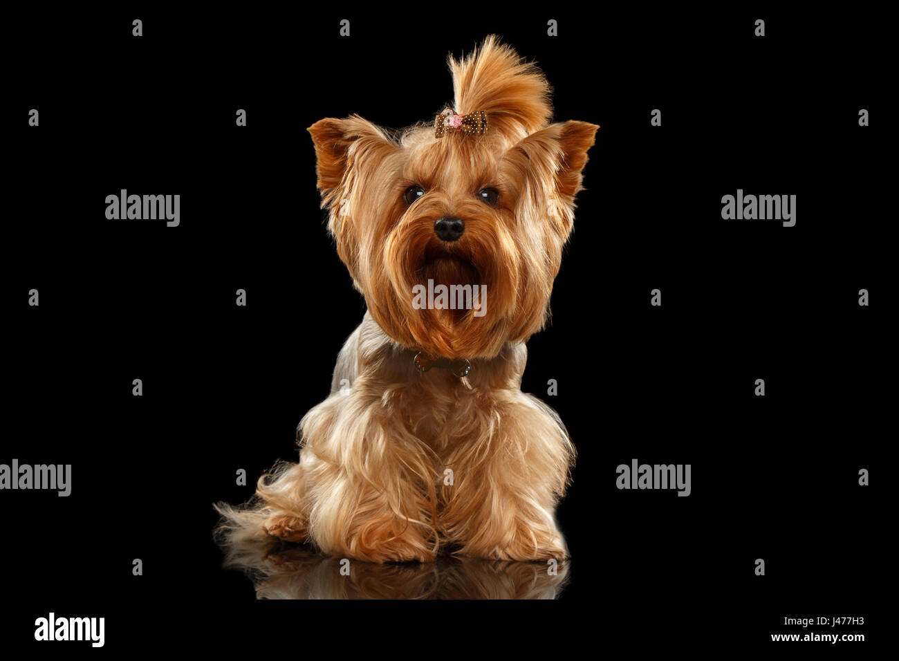 Closeup Yorkshire Terrier Dog Standing on Black Mirror  Stock Photo