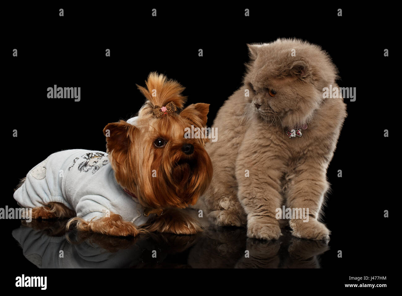 Scottish Cat and Yorkshire Terrier Dog Isolated Stock Photo
