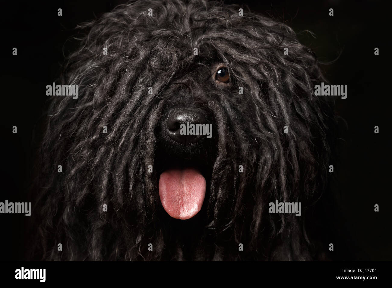 Close up Portrait of Puli Dog isolated on Black Stock Photo