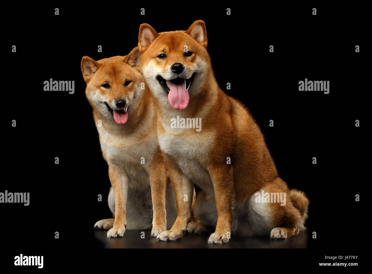 Two Shiba Inu Dogs Isolated Black Background Stock Photo
