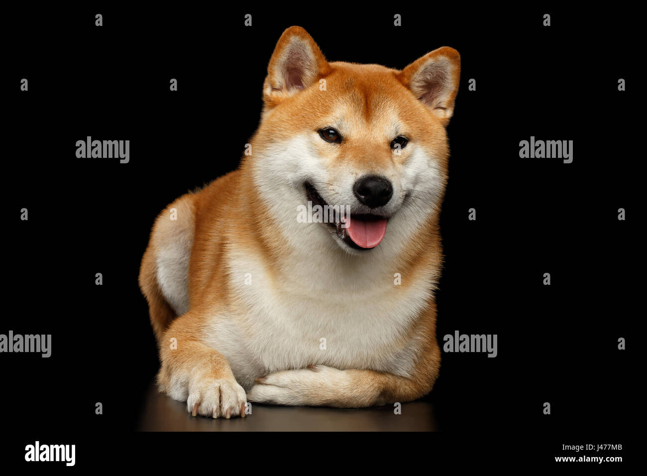 Pedigreed Shiba Inu Dog Lying Smiling Looks Curious Isolated Black Stock Photo Alamy