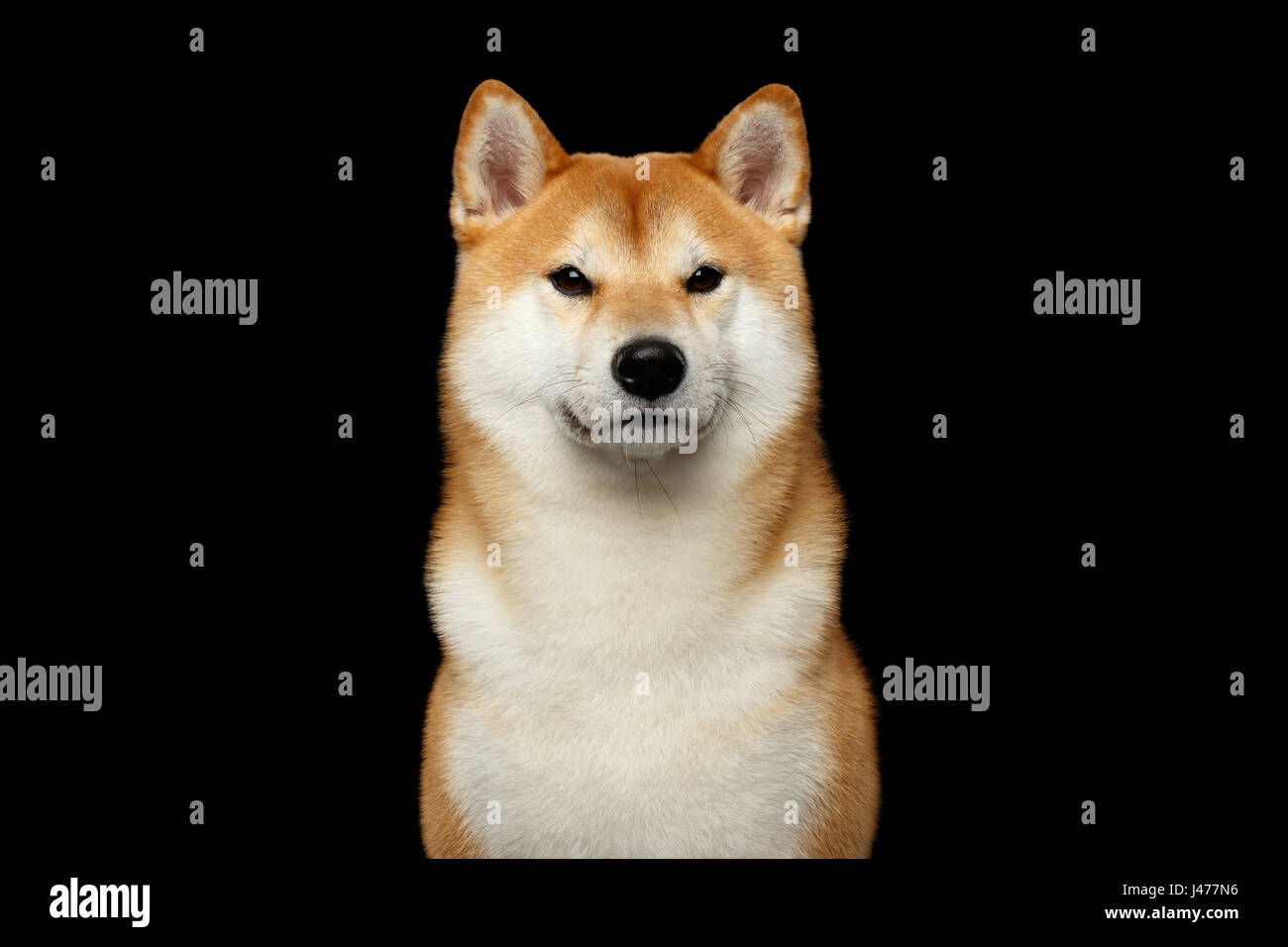 Brutal Red Shiba Inu Dog On Isolated Black Background Stock