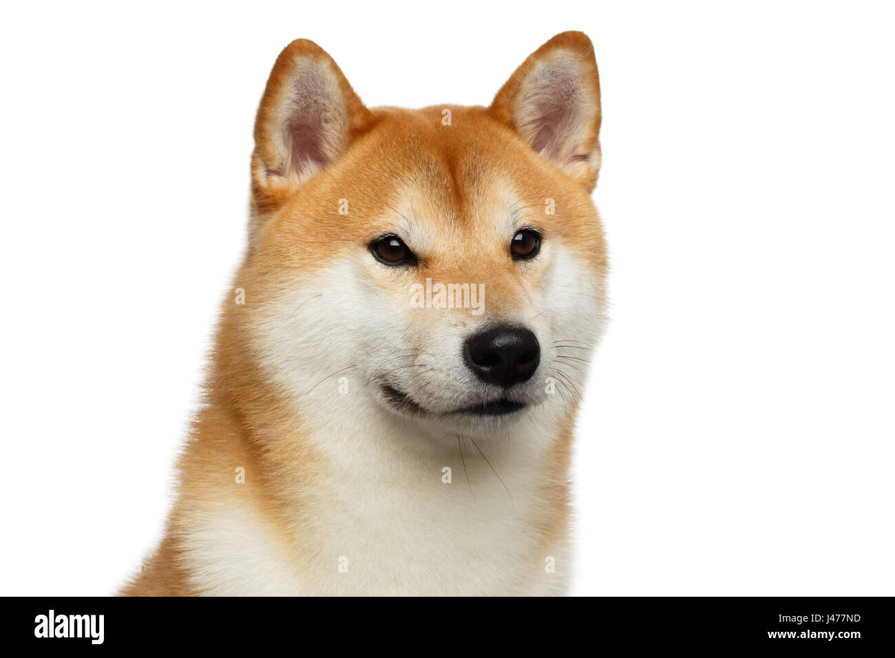 Brutal Red Shiba inu Dog on Isolated White Background Stock Photo